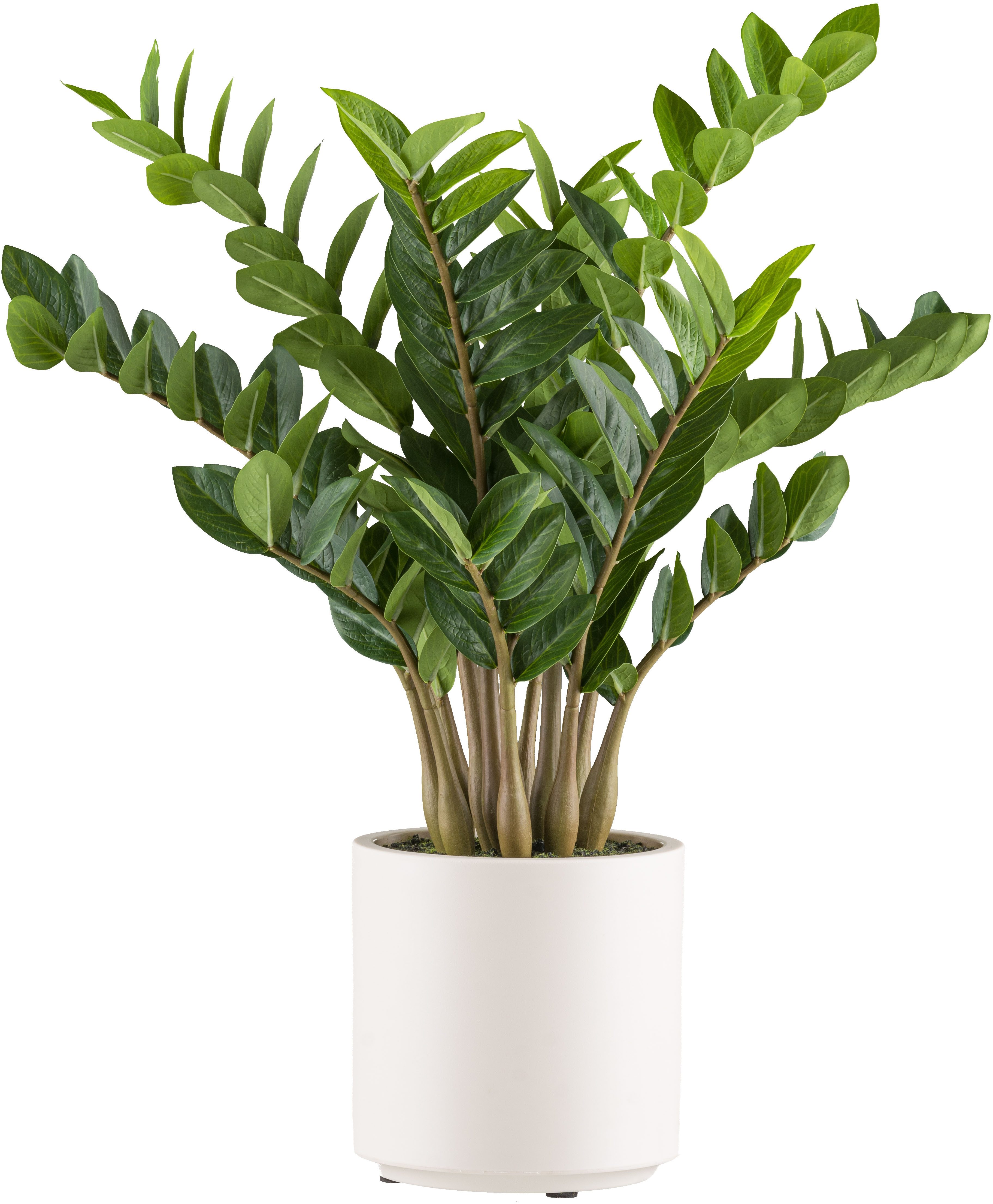 Kunstpflanze Zamifolia Grünpflanze, Creativ green, Höhe 80 cm, im eleganten cremefarbenen Topf