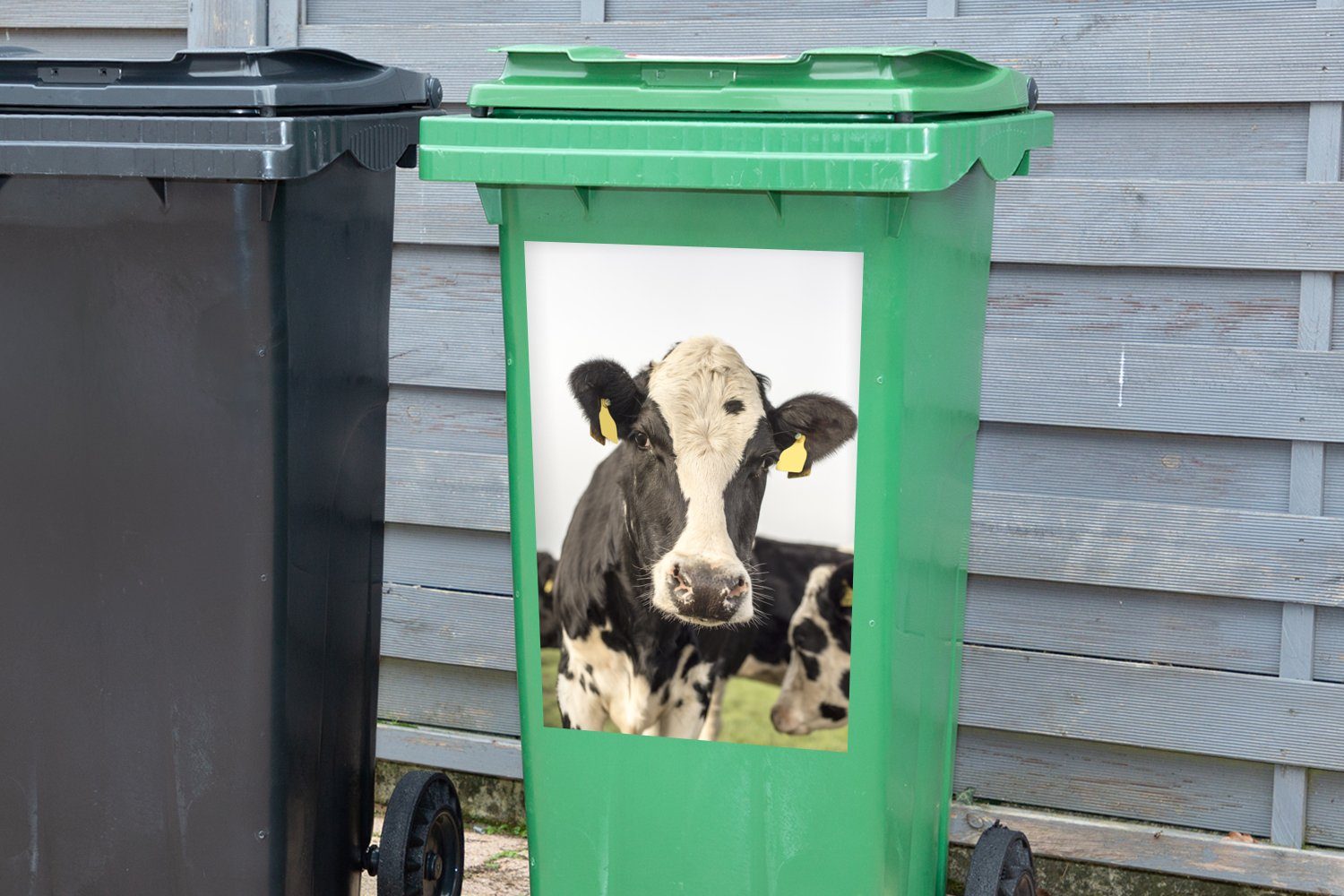 Sticker, Etikett (1 Mülltonne, Container, Wandsticker - Mülleimer-aufkleber, Abfalbehälter St), MuchoWow Porträt - Kühe