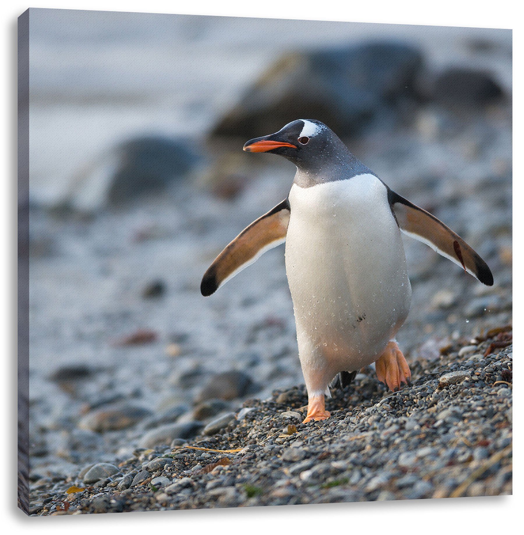(1 Pixxprint bespannt, St), inkl. Leinwandbild Pinguine, Pinguine fertig Leinwandbild Zackenaufhänger