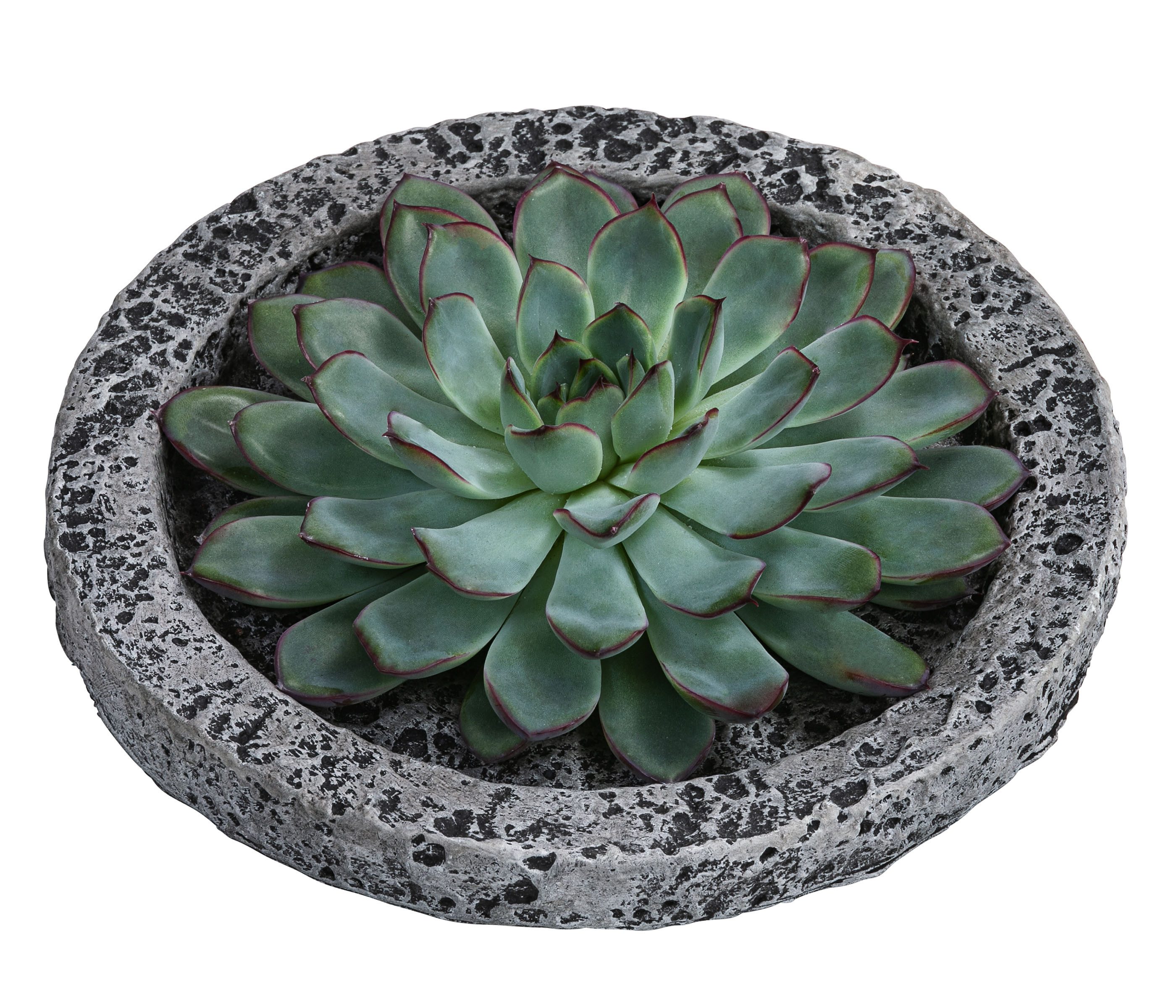 Dehner Kaktus Echeverie, rosettenförmig, Ø Pflanze 16 cm, inkl. Betonschale, auch als Tischdekoration