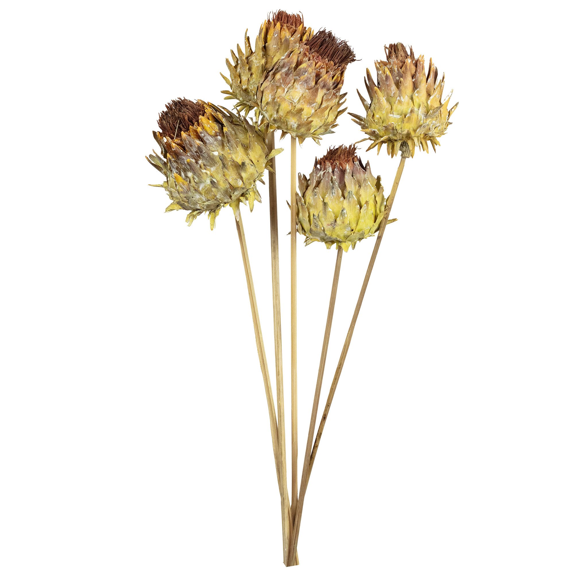 Trockenblume Artischocke am Stiel - 5 Stück - natur, Vosteen