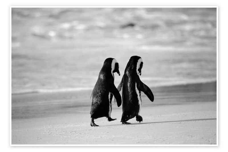 Posterlounge Poster Stuart Westmorland, Pinguine gehen Hand in Hand, Wohnzimmer Maritim Fotografie