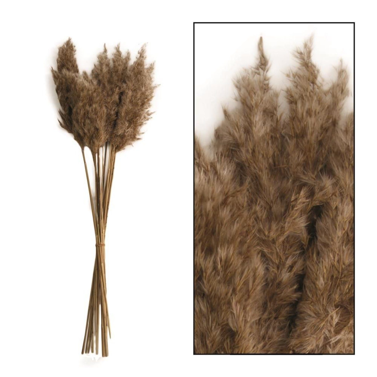 20 Wild donax - DIJK natur - reed Stück, Arundo cm Pfahlrohr plume - 65 - Trockenblume