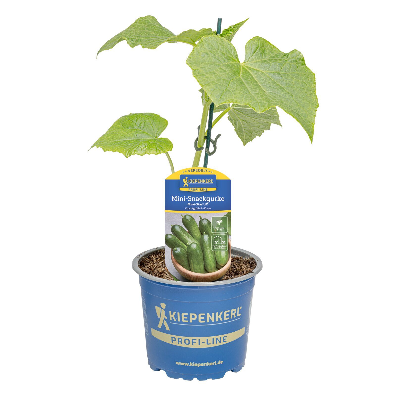 Pflanzen für Dich Gemüsepflanze Snack-Gurke Miné-Star® veredelt F1 12cm Topf