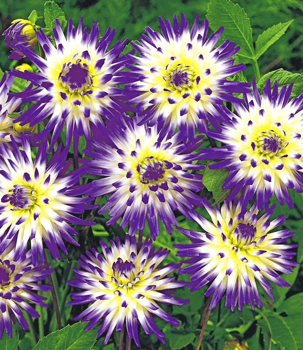 BALDUR Garten Blumenzwiebeln Dahlie 'Veritable', Lavendelblaue Kaktusdahlie, mehrjährig, lange Blütezeit