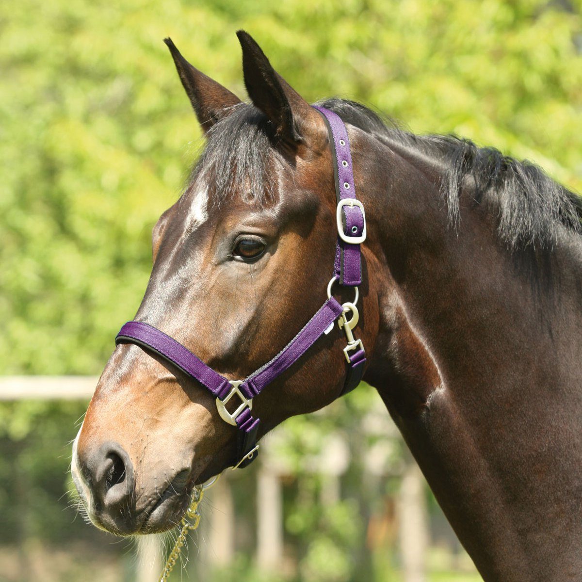 eldorado Кобура Nylon-Pferdehalfter Lea - lila - Kaltblut