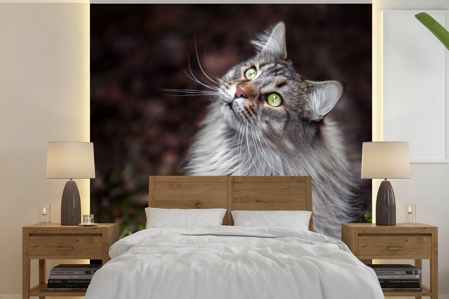 Sonderverkauf MuchoWow Fototapete Eine graue Schlafzimmer, Maine Matt, Tapete oder St), Wohnzimmer bedruckt, Coon Wandtapete Vinyl Katze, (5 für