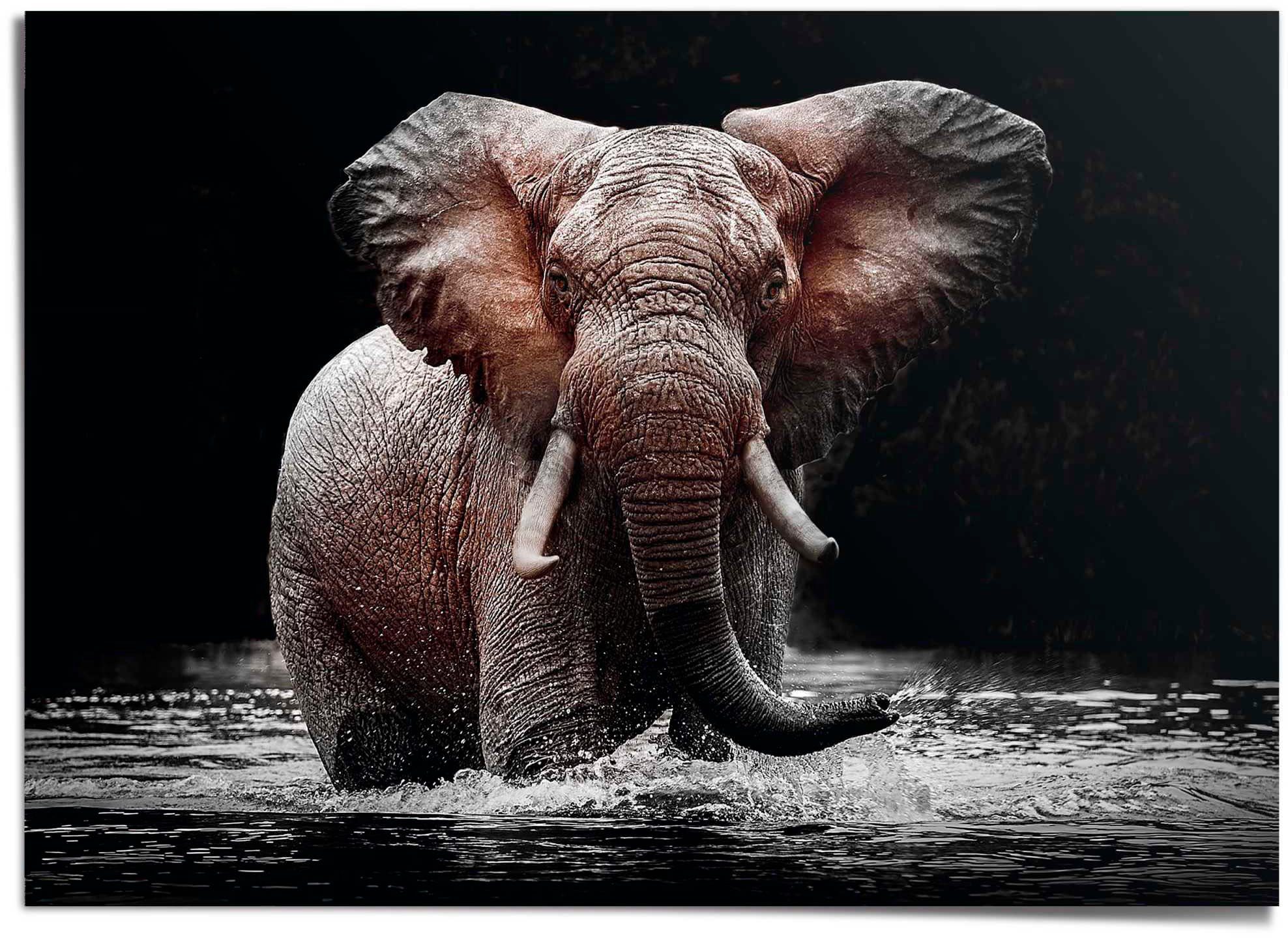 Reinders! Poster Elefant
