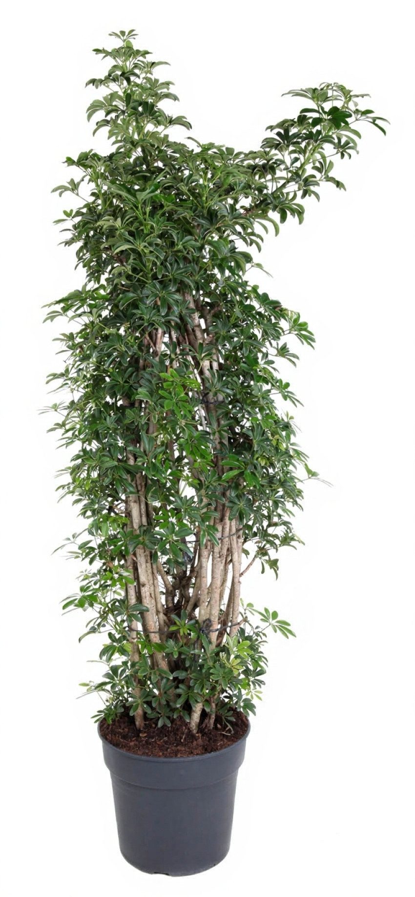 Pflanzen für Dich Zimmerpflanze Schefflera luseana, 1 St., großblättrig, luftreinigend