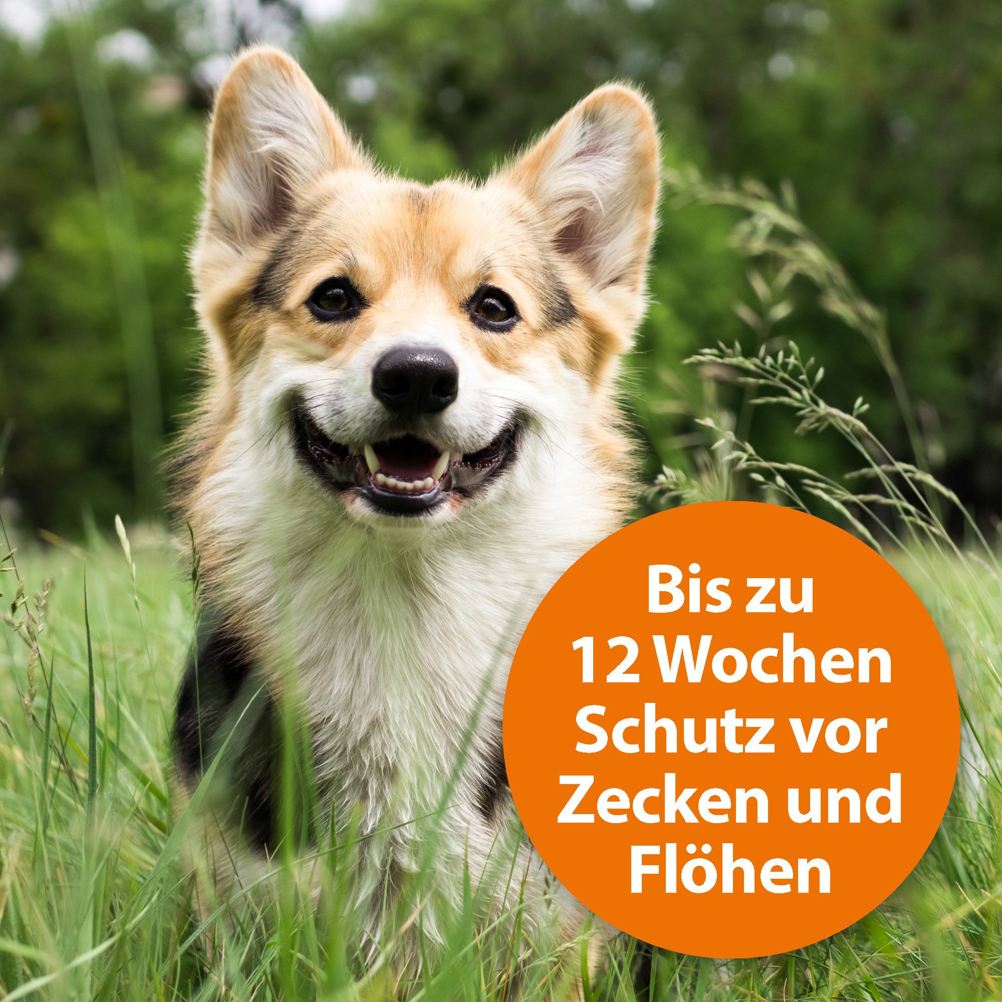 Ardap Insektenspray Ardap Spot-On für Hunde von 10-25 kg - 3 x 2.5 ml