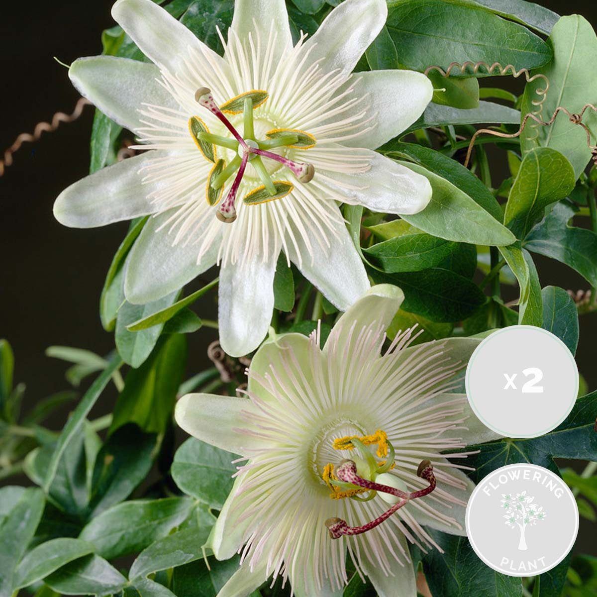 Bloomique Kletterpflanze 2er-Set Passiflora Constance Elliot, Passionsblume, 50-70 cm, 2 St.