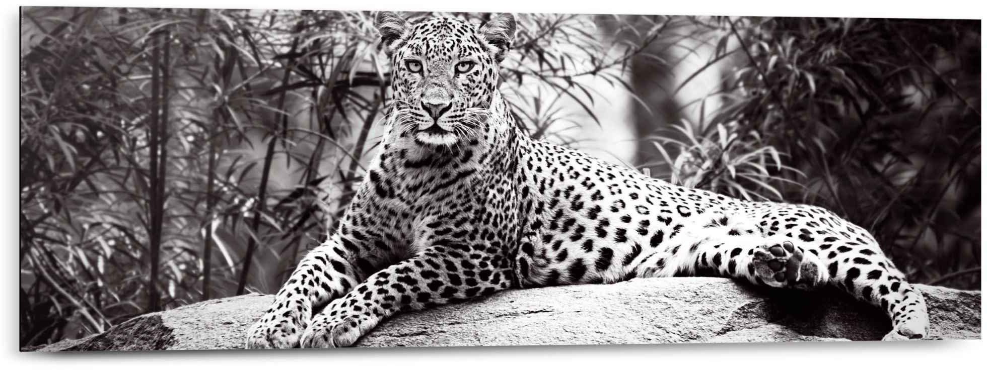 Reinders! Wandbild Wandbild Leopard liegend Entspannen - Gefleckt -  Kräftig, Leopard (1 St)