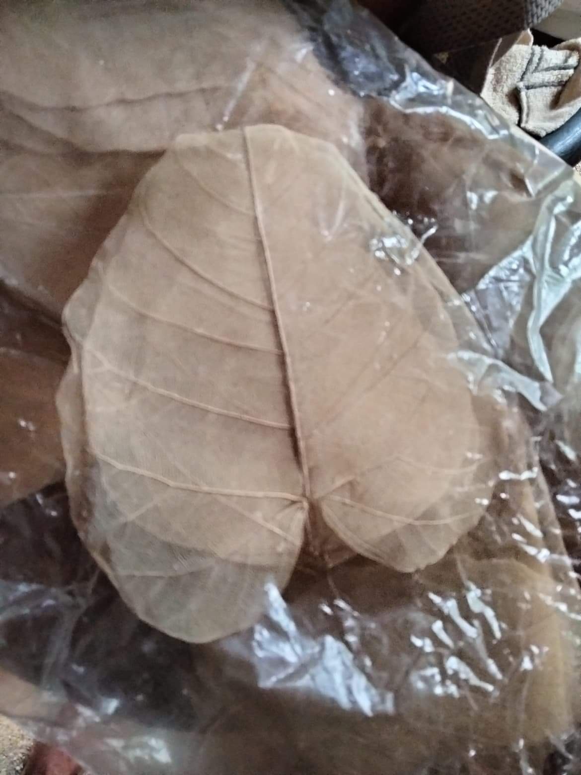 Trockenblume Skelettblätter natur, vom echten Buddhabaum, beige Skelettblatt biegbar, CleanPrince, 130x130, 100x100, 90x90, 80x65, 65x65 mm
