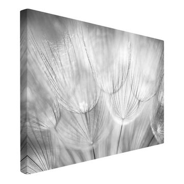 Bilderdepot24 Leinwandbild Kunstdruck Modern Natur Pusteblumen schwarz weiss Leinwand Groß XXL, Bild auf Leinwand; Leinwanddruck in vielen Größen