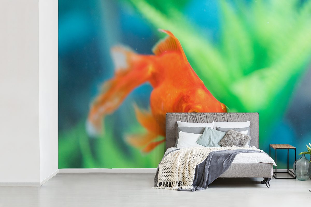 MuchoWow Fototapete Goldfisch in Schlafzimmer, bedruckt, einem Wohnzimmer, St), Wallpaper Vinyl (6 Tapete Süßwasseraquarium, für Kinderzimmer, Matt