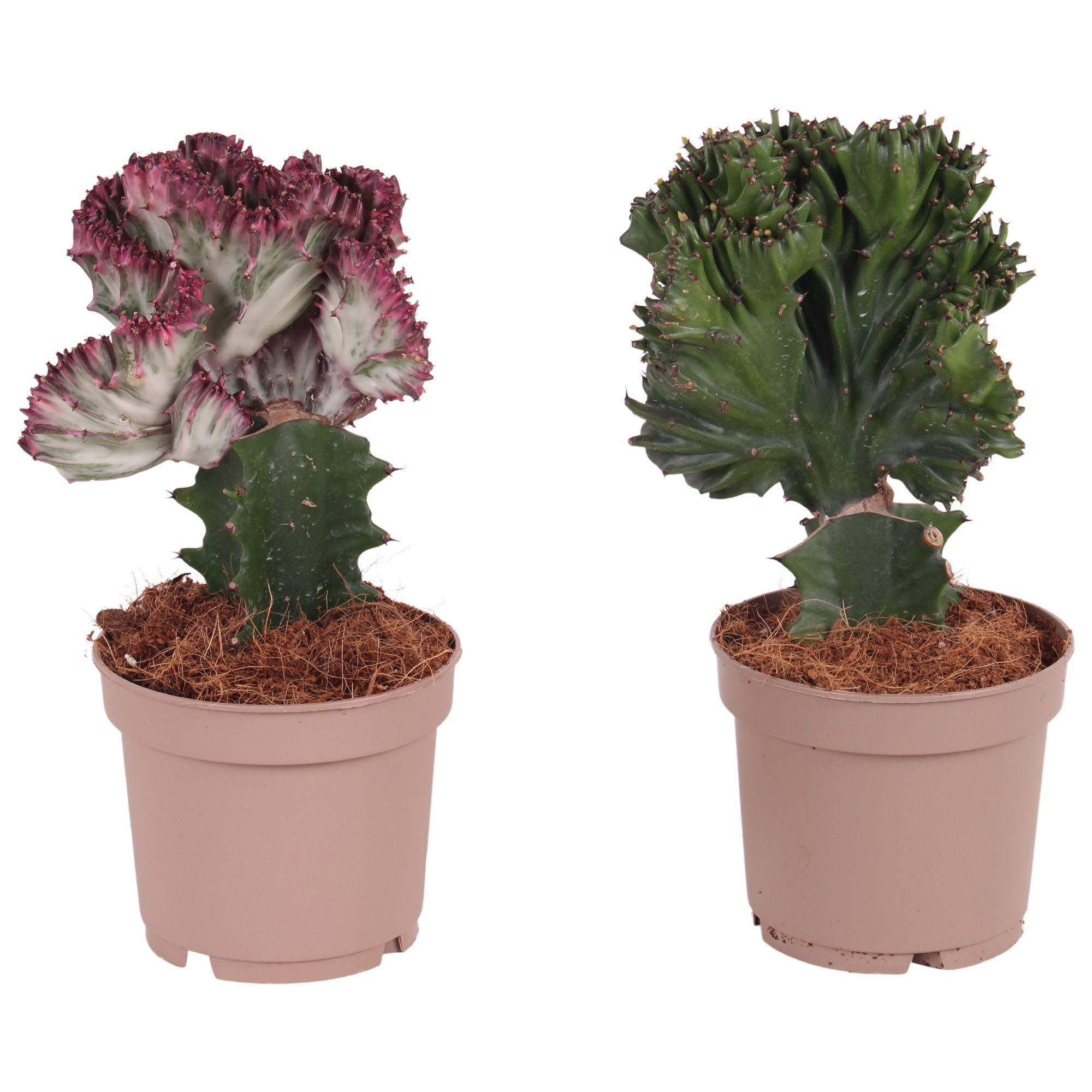 meinvipshop Zimmerpflanze Euphorbia 2er Set Zimmerpflanze