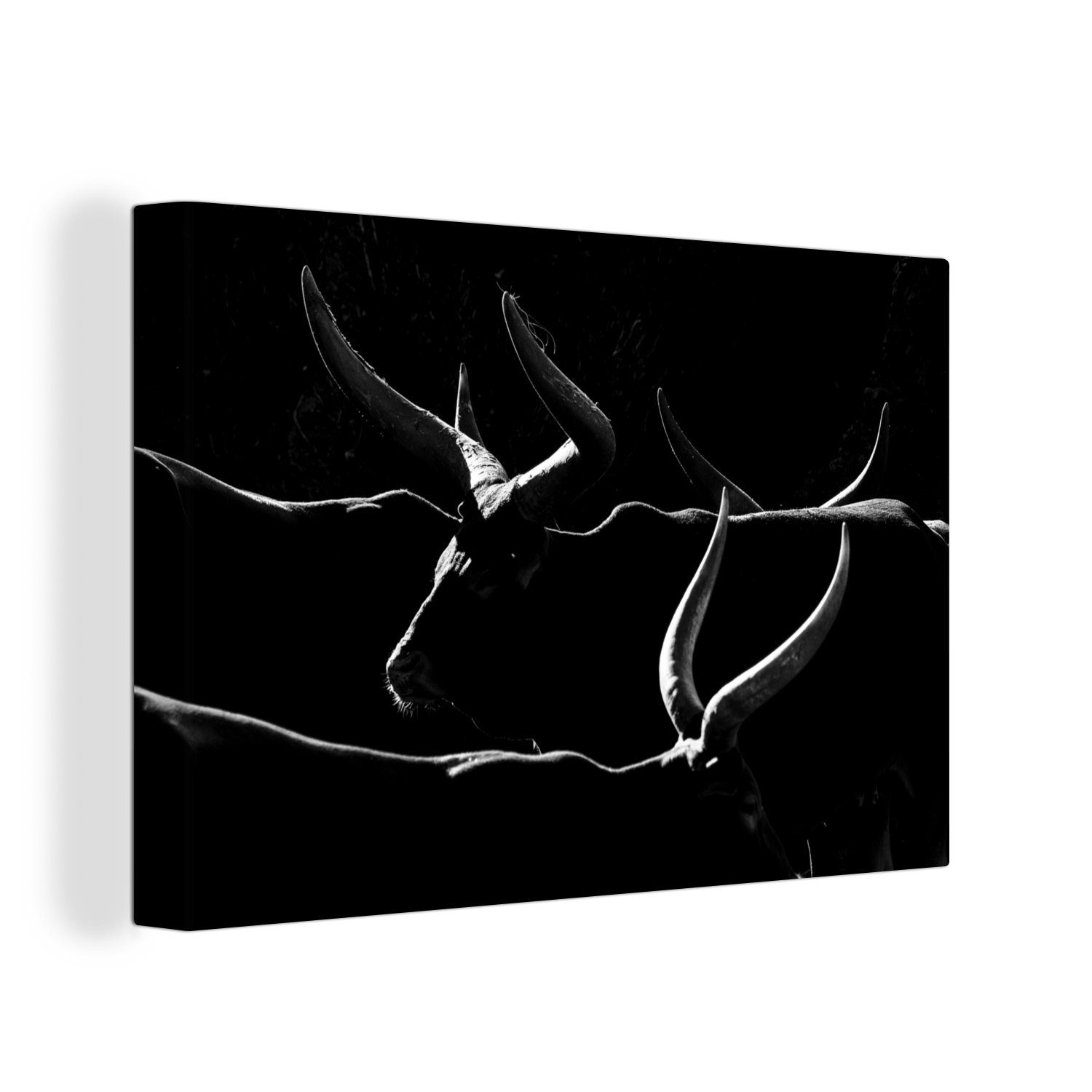 OneMillionCanvasses® Leinwandbild Kuh - Schwarz - Weiß - Watusirund, (1 St), Wandbild Leinwandbilder, Aufhängefertig, Wanddeko, 30x20 cm