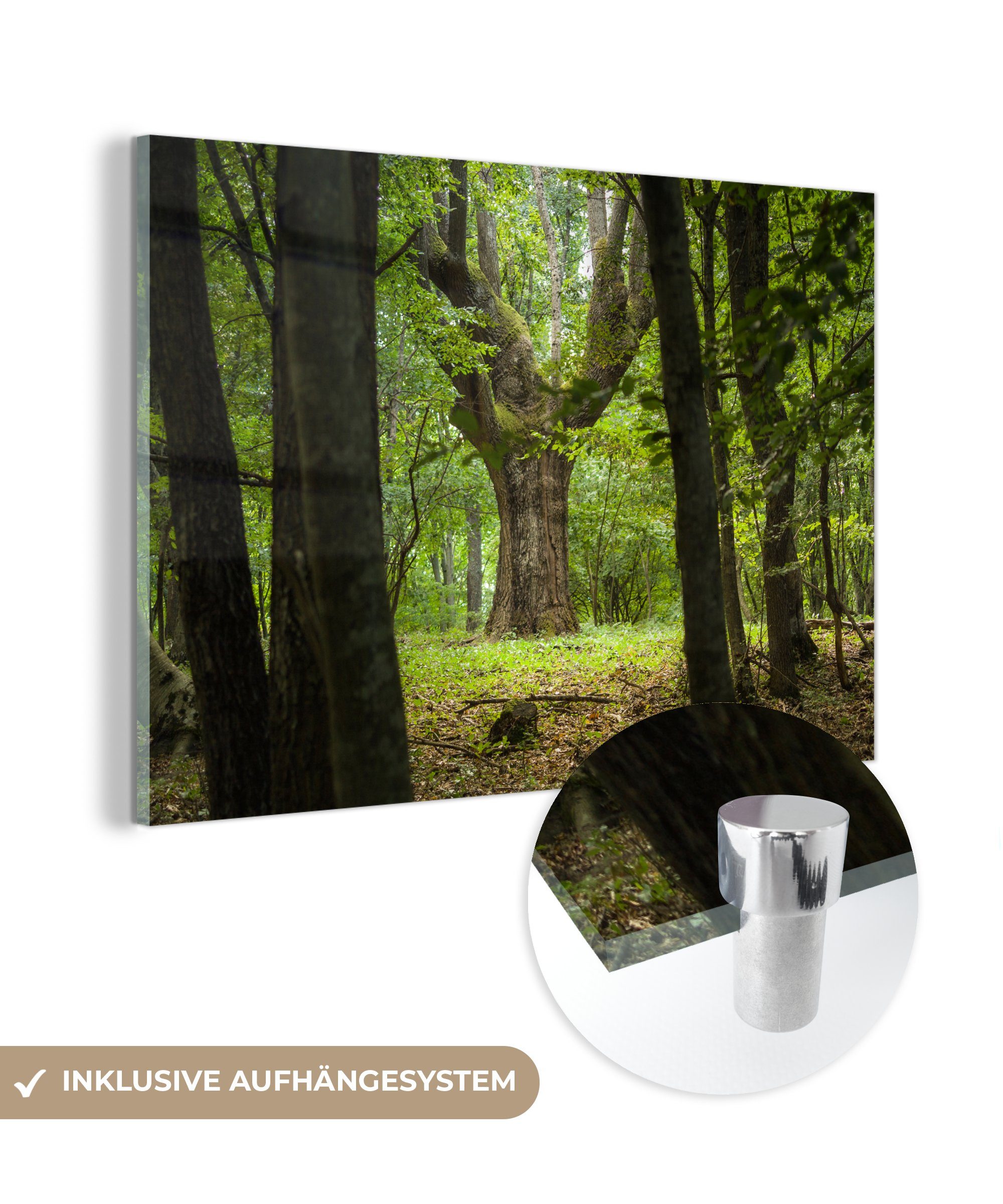 MuchoWow Acrylglasbild Eine große Eiche tief in einem grünen Wald, (1 St), Acrylglasbilder Wohnzimmer & Schlafzimmer