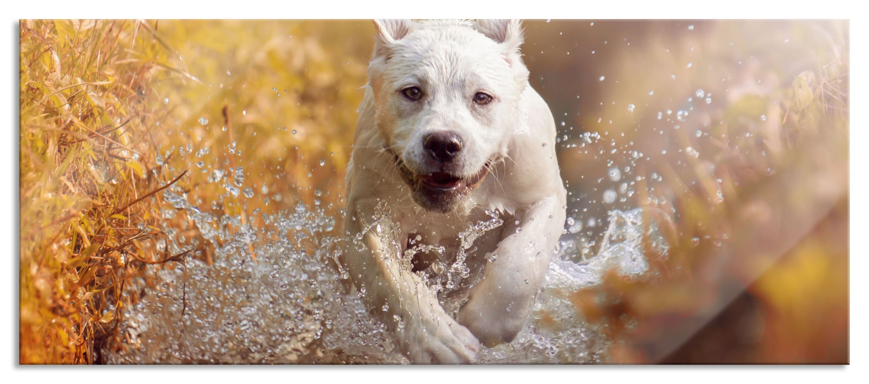 Pixxprint Glasbild Labrador-Welpe im Wasser, Labrador-Welpe im Wasser (1 St), Glasbild aus Echtglas, inkl. Aufhängungen und Abstandshalter