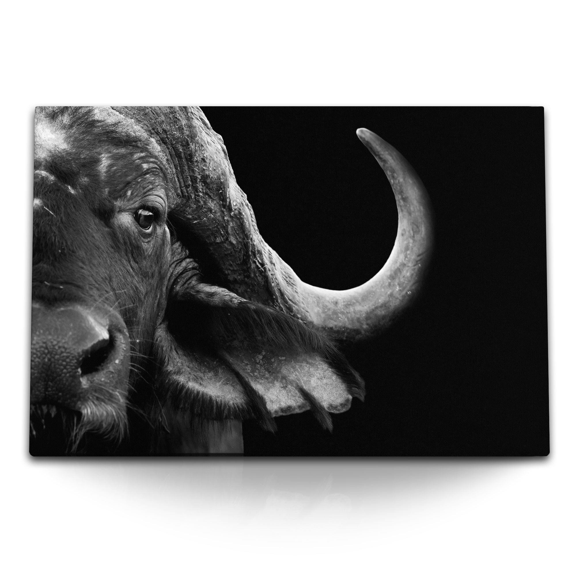 Leinwandbild 120x80cm Wandbild auf Leinwand Tierfotografie Wasserbüffel Büffel Schw