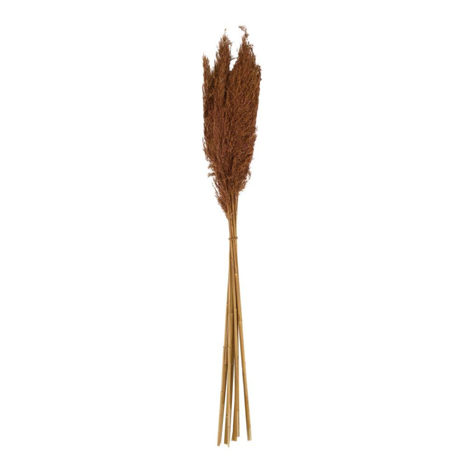 Trockenblume Pfahlrohr braun - Wild reed plume - Arundo donax - 75 cm - 10 Stück, DIJK