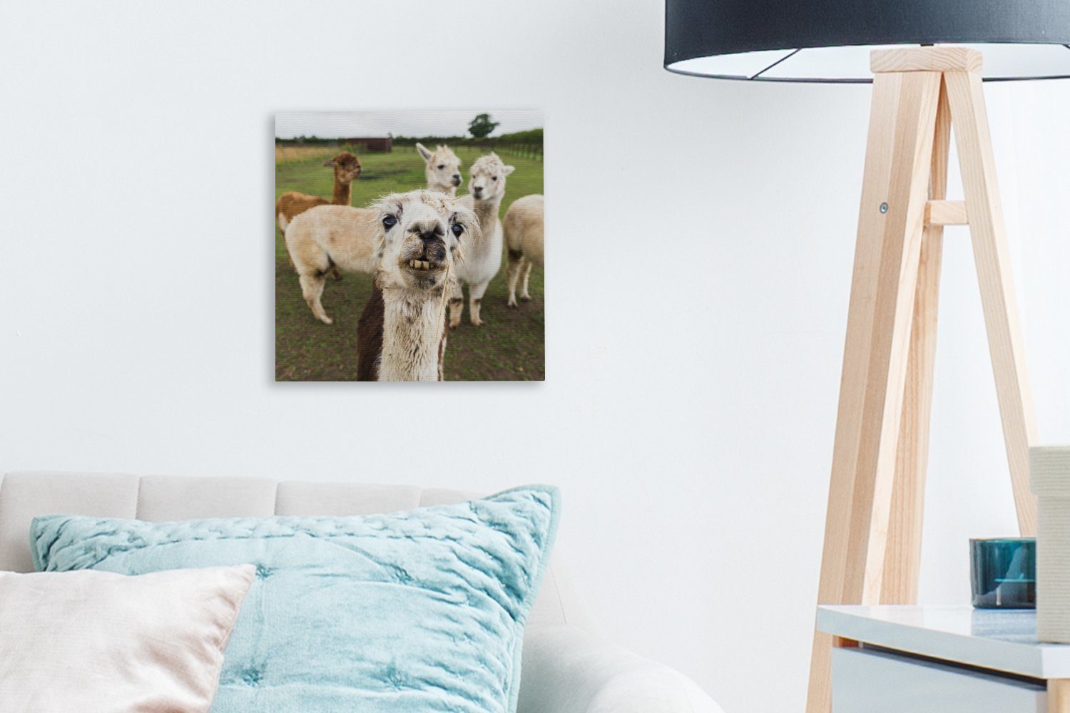 Bilder St), Lama Leinwand OneMillionCanvasses® (1 - Selfie Leinwandbild Schlafzimmer für Wohnzimmer Gras, -