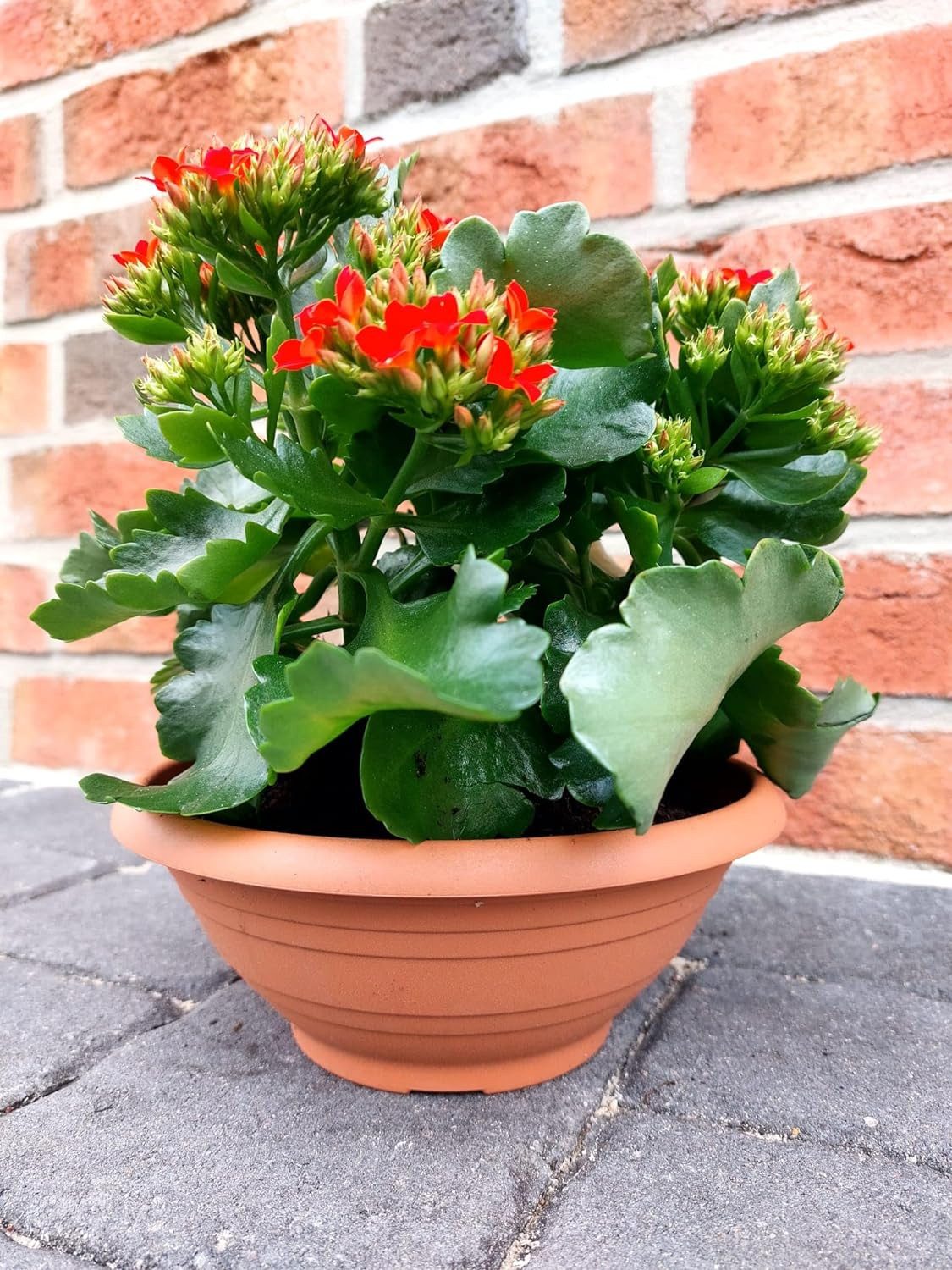 meytrade Pflanzschale Premium Pfanzkübel Blumentopf für draußen aus Kunststoff Terracotta, frostfest mit Bodenlöcher für Wasser