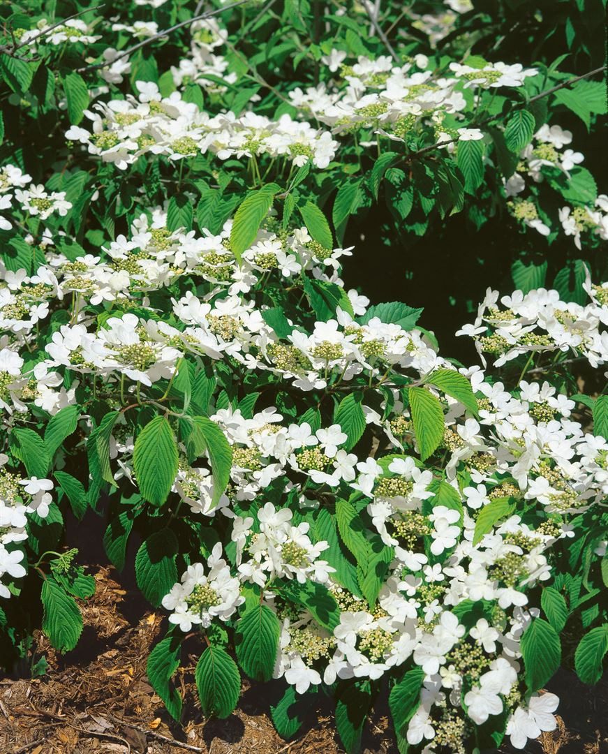 Pflanzen für Dich Gehölze Viburnum plicatum St. Keverne, 1 St., Japanischer Schneeball