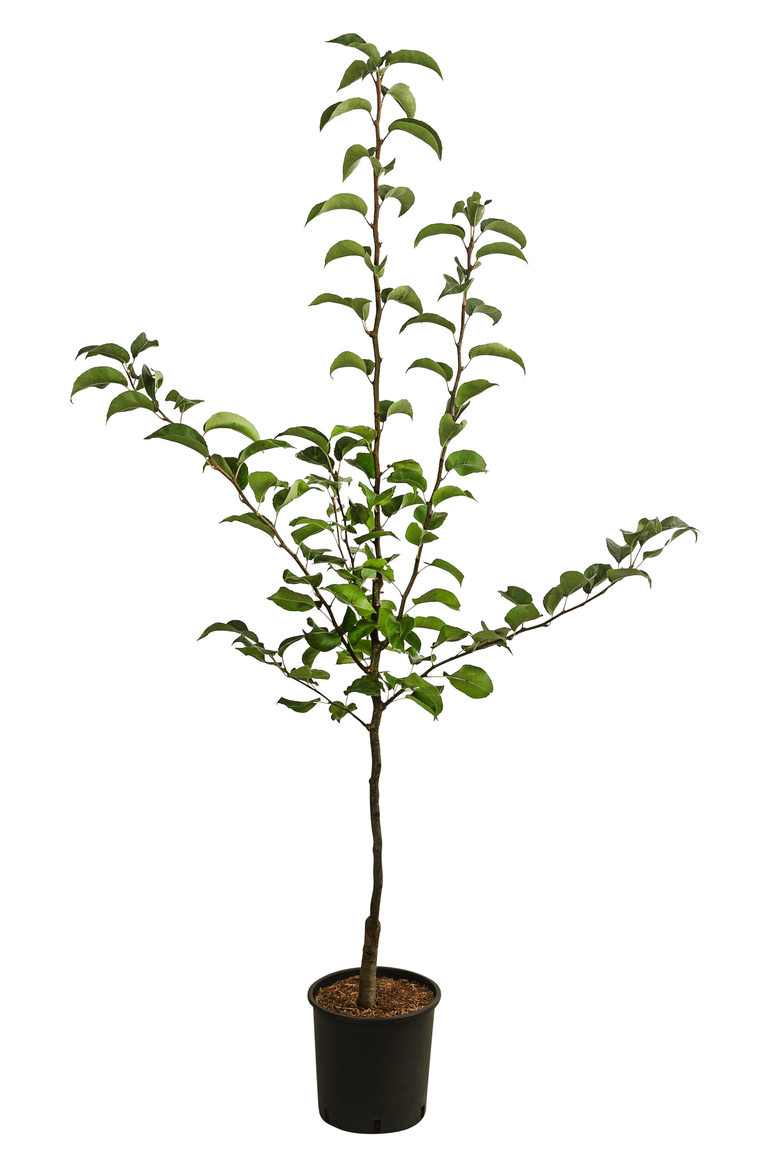 Dehner Obstpflanze Nashi-Birne Nijiseiki, ca. 150-200 cm