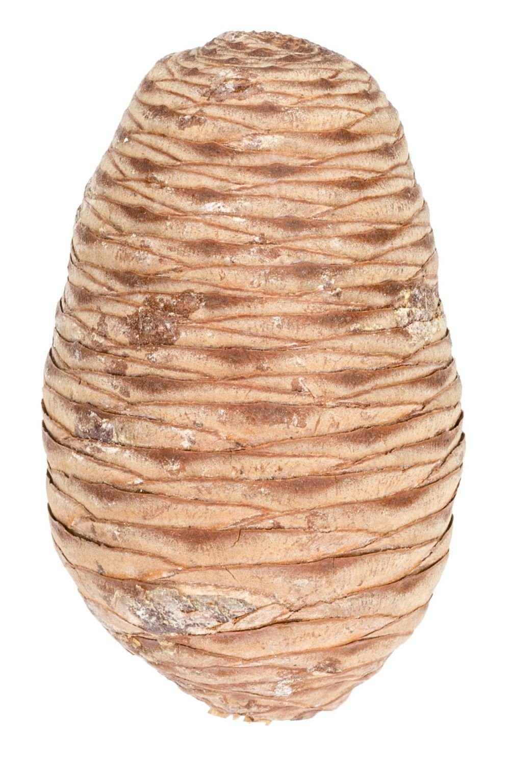 NaDeco Bastelnaturmaterial Zedern-Zapfen in Natur, 6 Stk., Größe ca. 6-10cm Deko-Zapfen