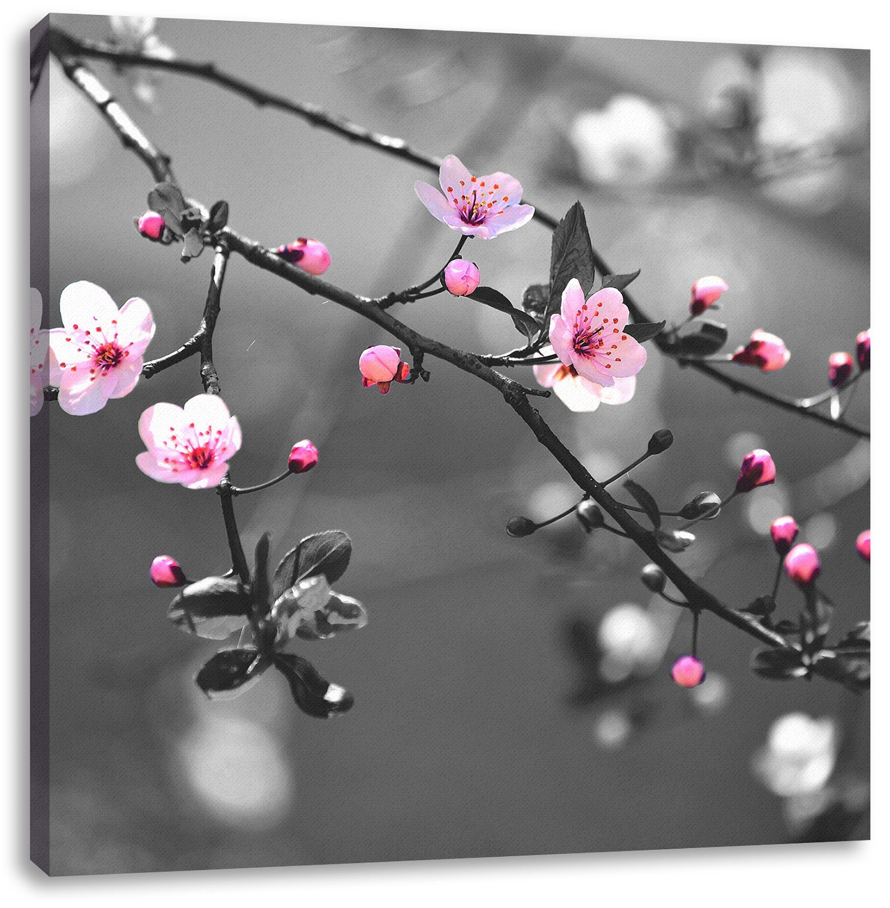 Pixxprint Leinwandbild Exotische Sakura Blüten, Exotische Sakura Blüten (1 St), Leinwandbild fertig bespannt, inkl. Zackenaufhänger