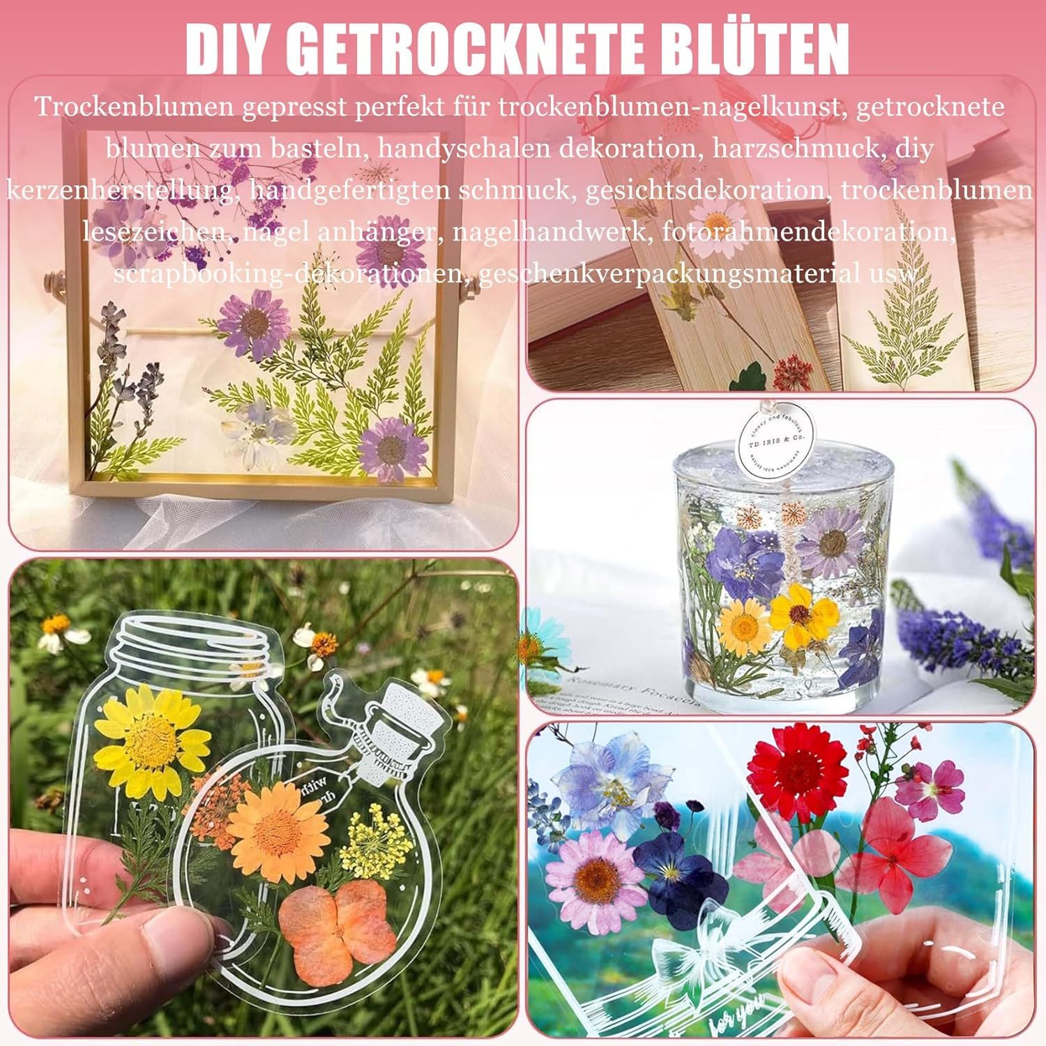Trockenblume Gepresste Blumen, Getrocknete Blumen, DIY günstig online kaufen