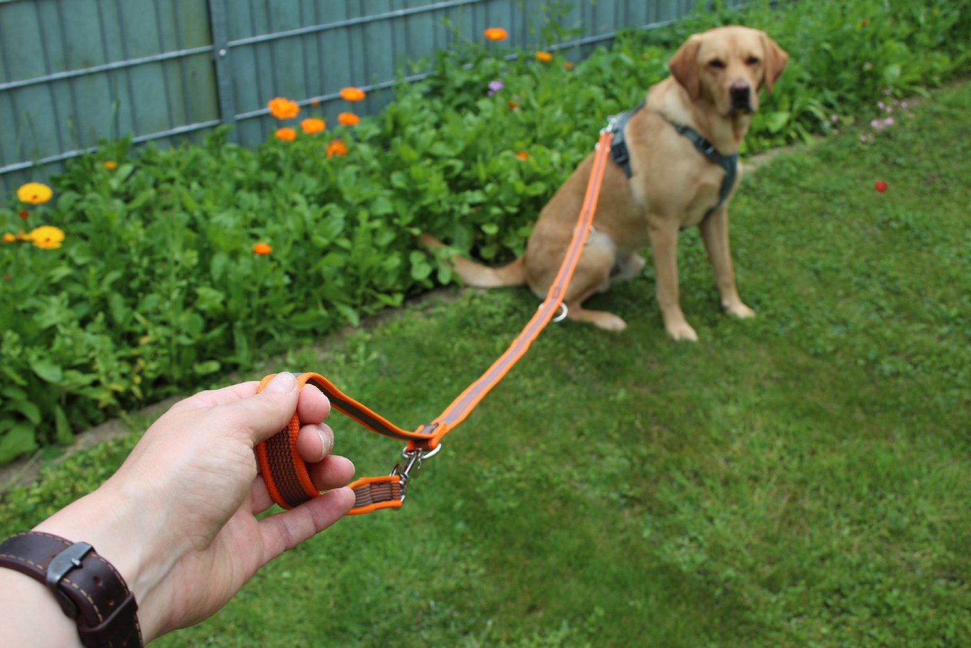 Thumbnail - Activity4Dogs Hundeleine für goße Hunde, Anti-Slip, 3 m lang, 4-fach verstellbar, TESTSIEGER, rutschfest, Nylon, sehr gu...