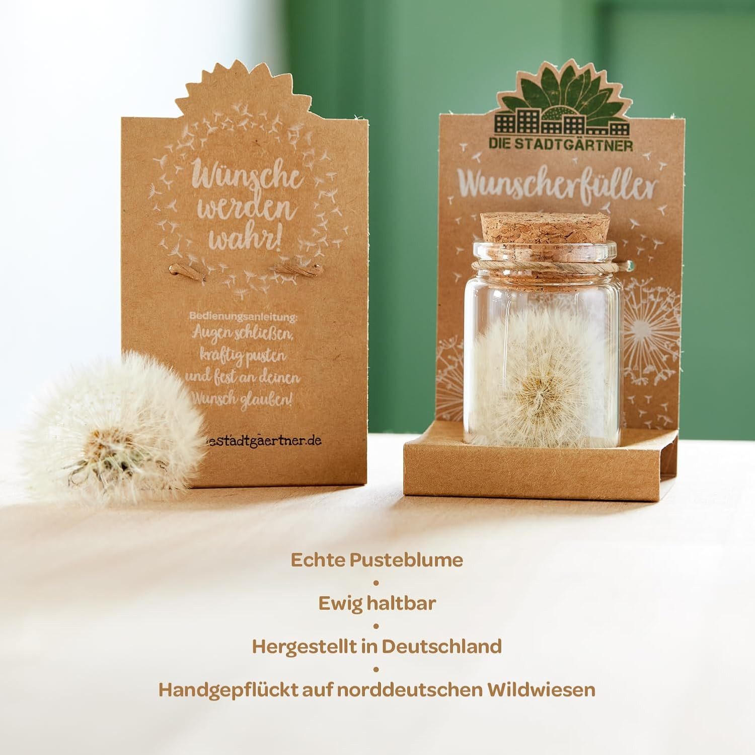 Trockenblume Wunscherfüller, Perfekte Geschenkidee für jeden Anlass Pusteblume, Die Stadtgärtner, Echte Pusteblume – Bild 5 von 5
