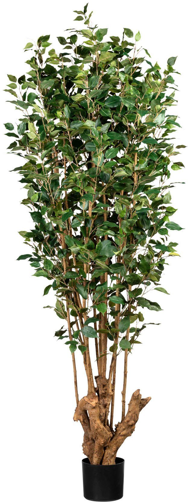 Kunstbaum Ficus Benjamini Ficus Benjamini, Creativ green, Höhe 175 cm