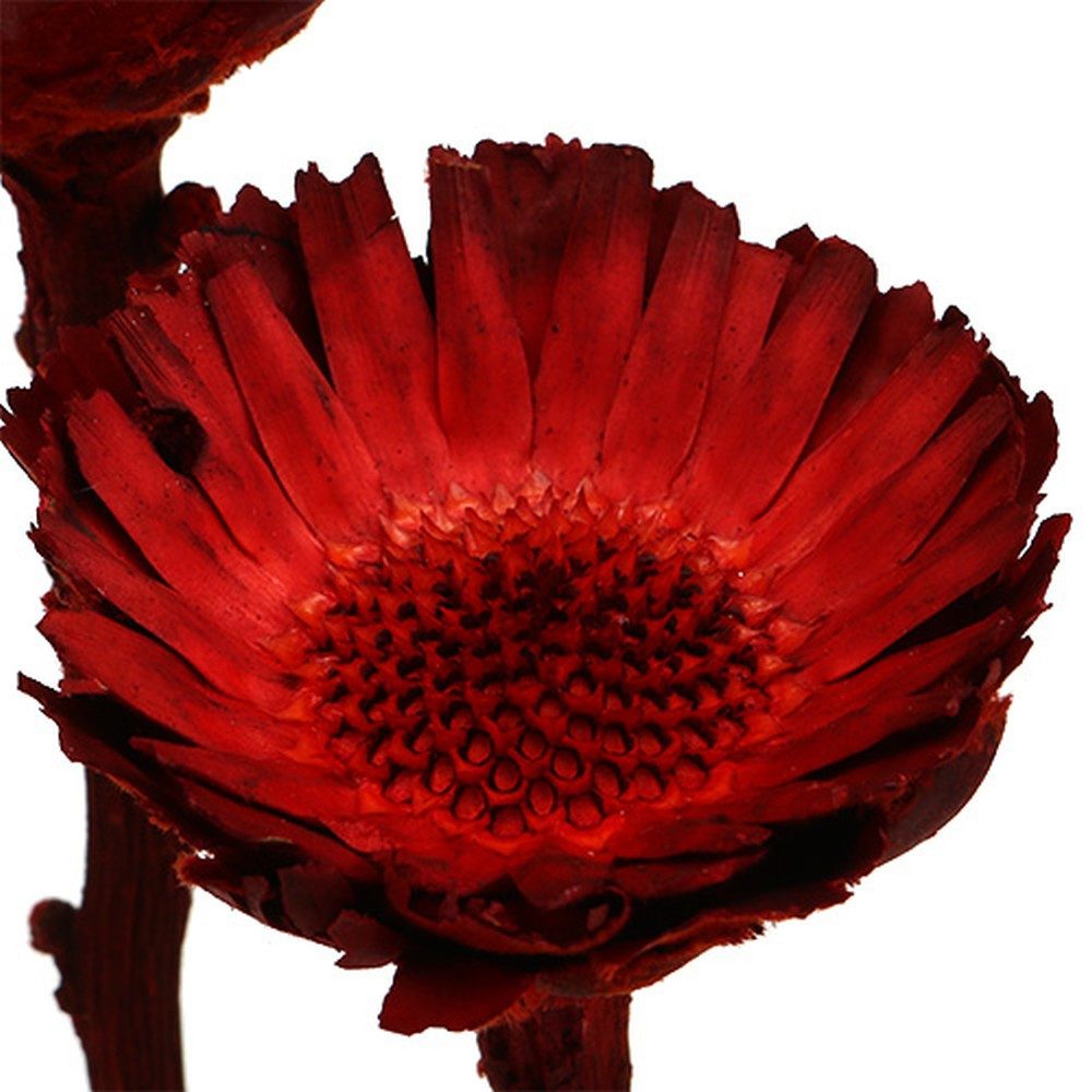 Trockenblume Exotische Compacta Protea Rosette Rot, Kunst-Deko-Blüten, 40, 40 Stück, Florists Products, Höhe 6.5 cm