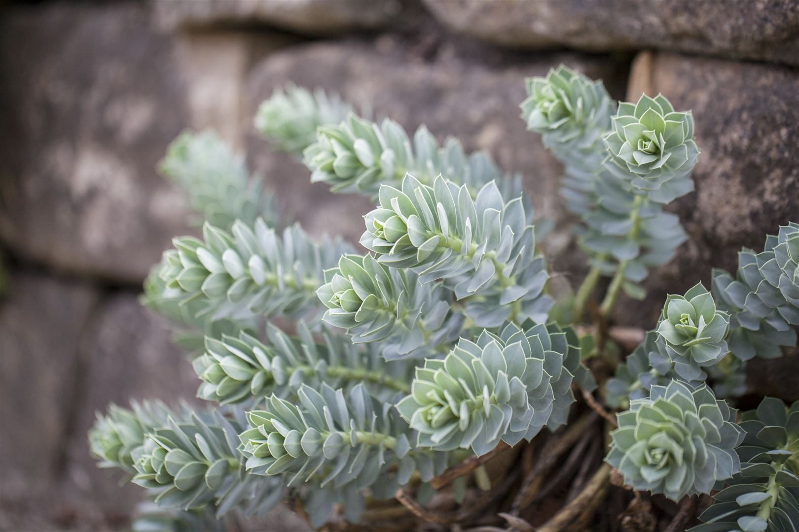 Pflanzen für Dich Staude Euphorbia myrsinites, 1 St., Walzen-Wolfsmilch, Myrtenblättrige Wolfsmilch