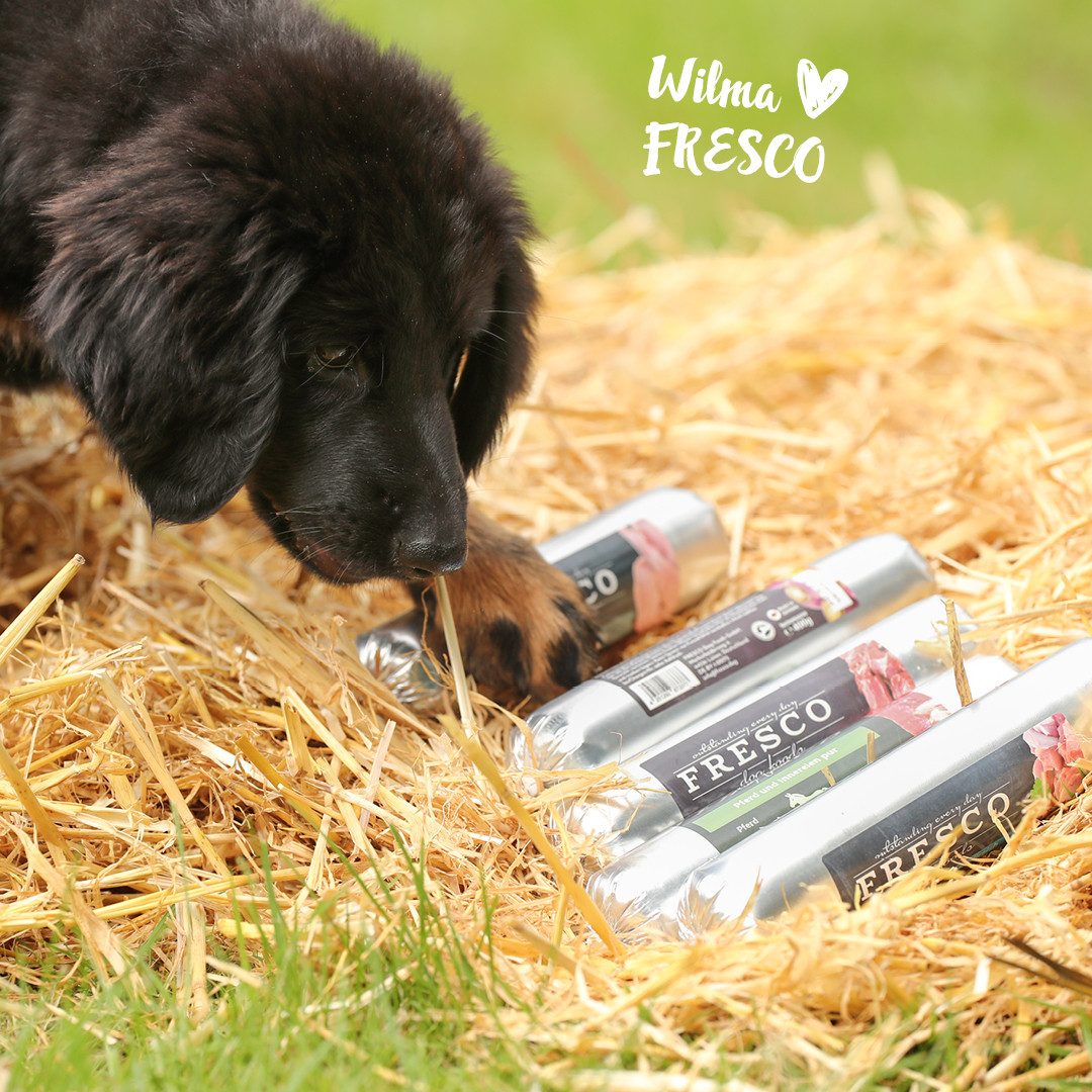 Fresco Dog BARF Hundewurst schnittfest Rind I 2 x 400g, Nassfutter für: Hunde, Getreidefrei, hoher Fleischanteil & mit Grünlippmuschel