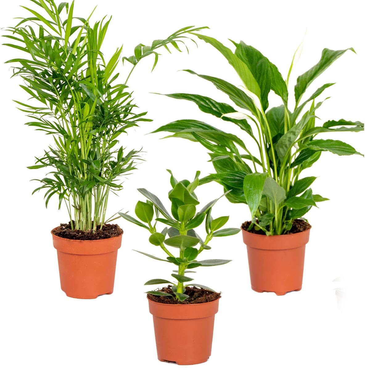 Bloomique Zimmerpflanze Bloomique - 3er-Mix - Schlafzimmerpflanzen - Spathiphyllum, Clusia, Ch, 3 St.