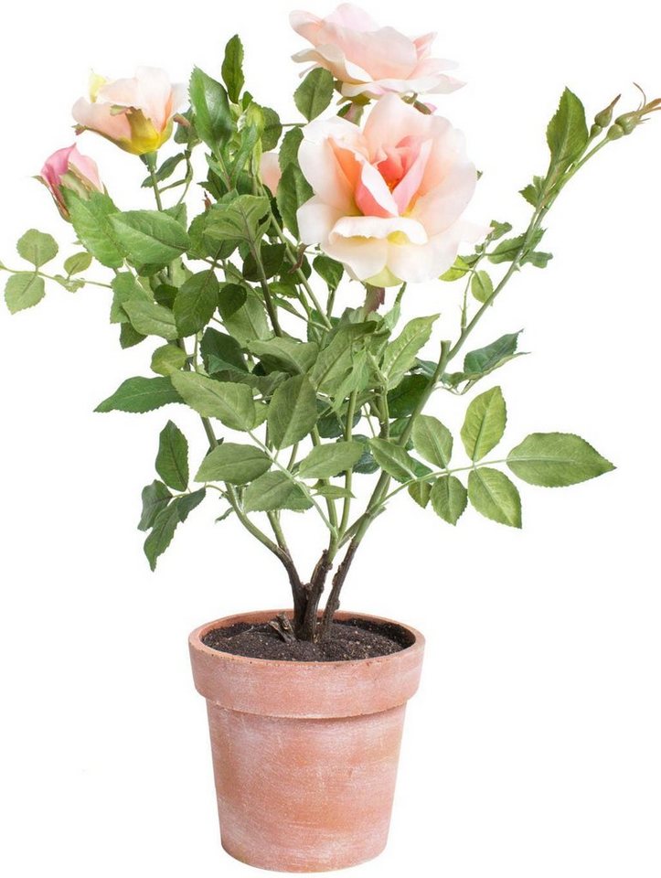 Kunstblume Rosenstock Rose, Botanic-Haus, Höhe 46 cm, Im dekorativen Topf -  ohne zusätzlichen Aufwand aufstellen