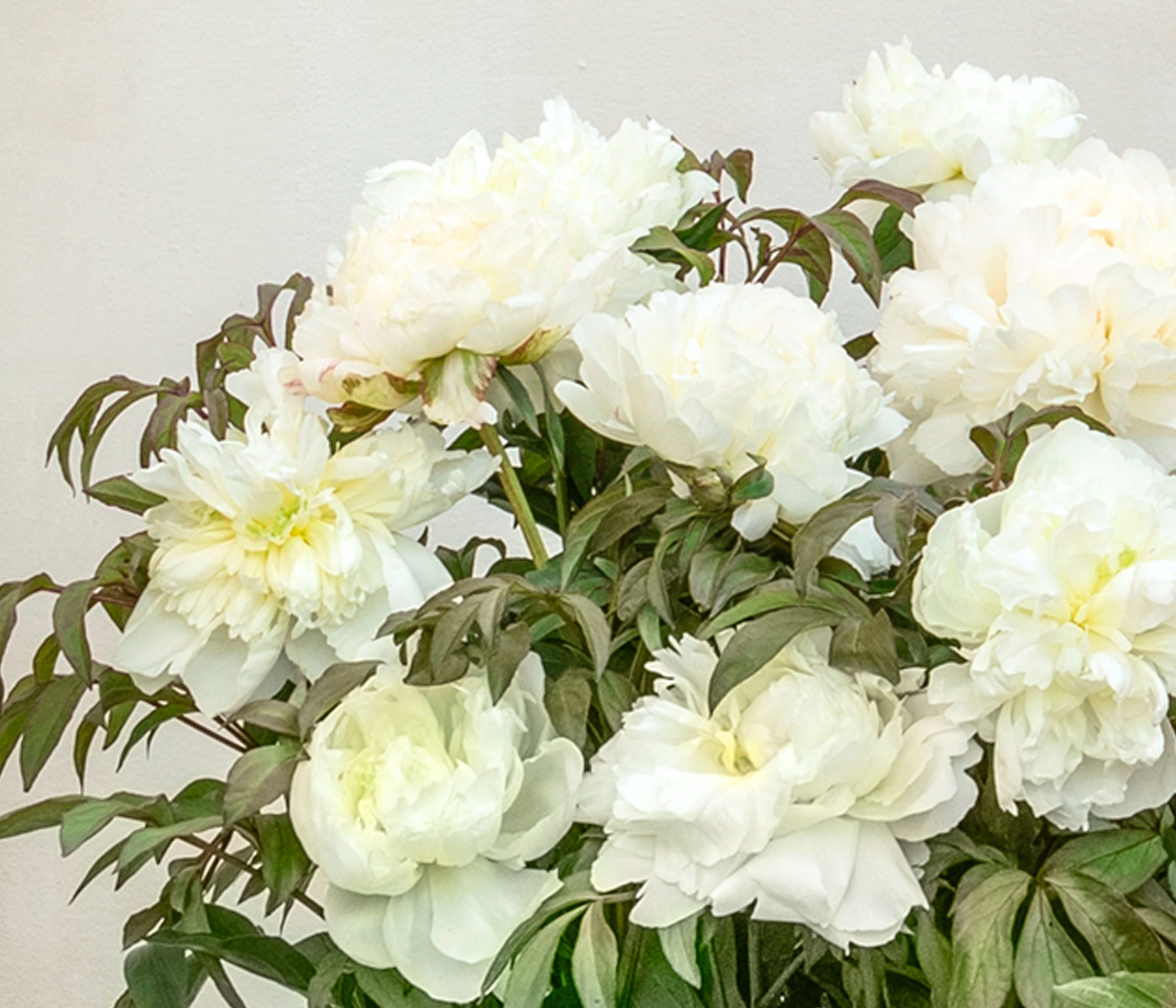 Dehner Staude Edel-Pfingstrose, gefüllte / duftende Blüten, 20-30 cm, 2 l Topf