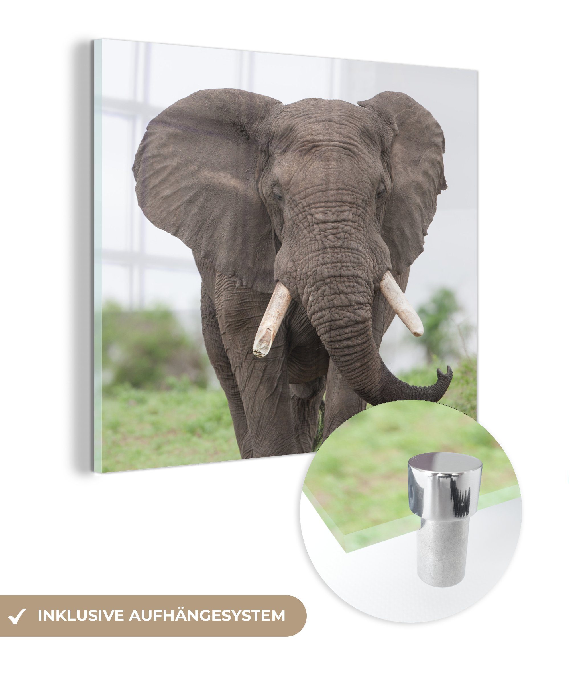 MuchoWow Acrylglasbild Elefant - Tiere - Gras - Natur, (1 St), Glasbilder - Bilder auf Glas Wandbild - Foto auf Glas - Wanddekoration