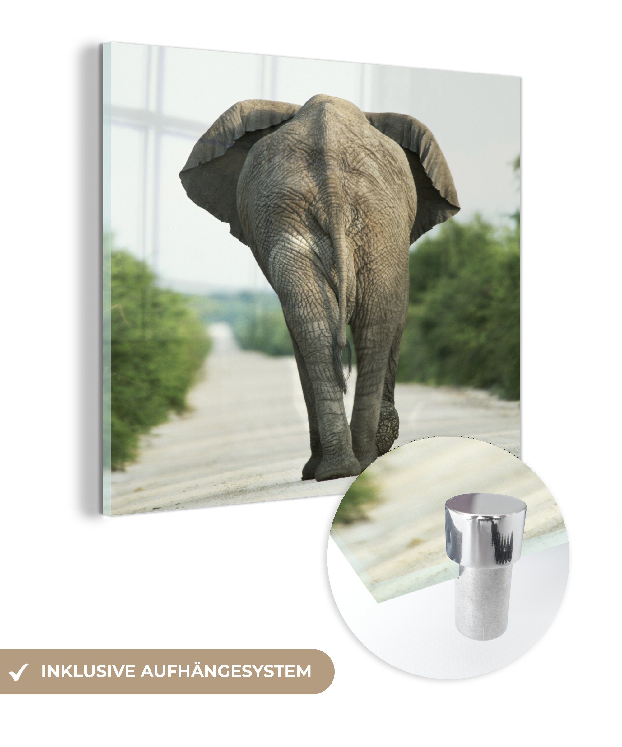 MuchoWow Acrylglasbild Elefant - Kröte Natur, - Glas - - Wandbild auf auf Bilder - Glas (1 - Foto Tiere Glasbilder Wanddekoration St)