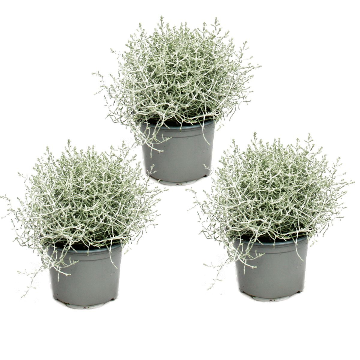 Exotenherz Beetpflanze Stacheldrahtpflanze - Silberdraht - Calocephalus brownii - 12cm Topf