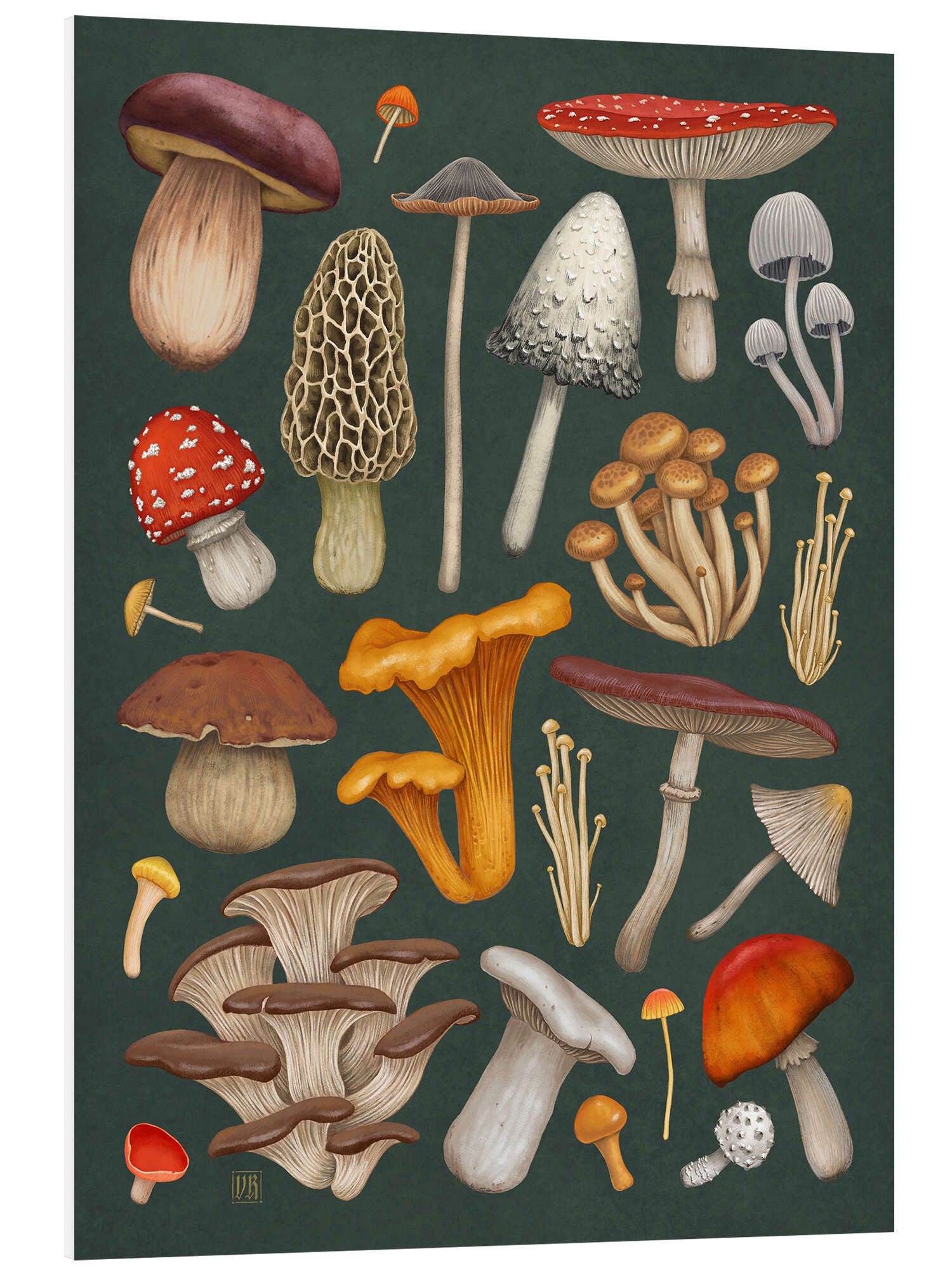 Posterlounge Forex-Bild Vasilisa Romanenko, Pilze, Wohnzimmer Natürlichkeit Malerei