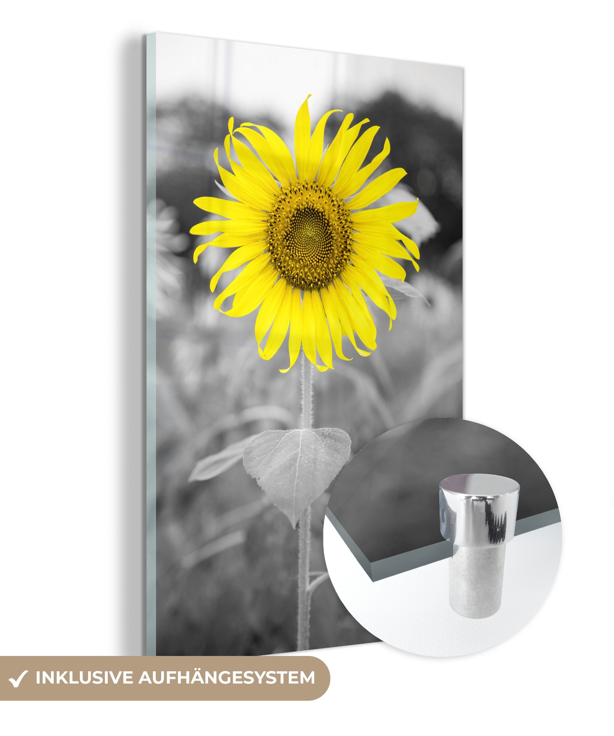 MuchoWow Acrylglasbild Blumen - Sonnenblume - Gelb - Schwarz - Weiß, (1 St), Glasbilder - Bilder auf Glas Wandbild - Foto auf Glas - Wanddekoration