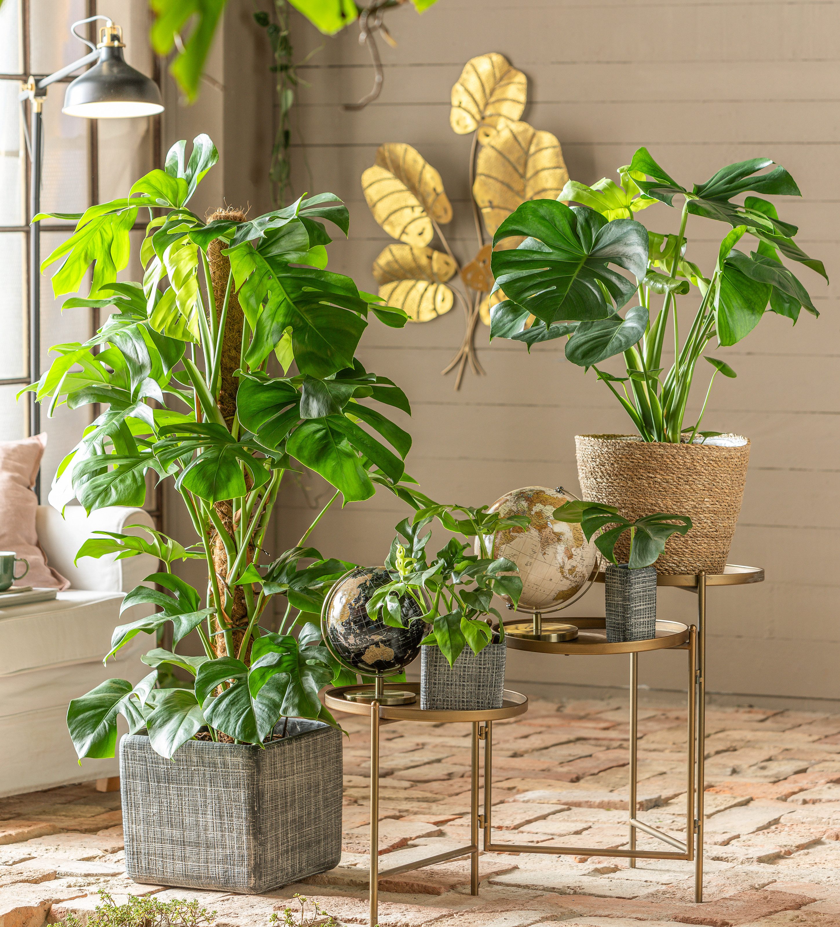 Dehner Zimmerpflanze Fensterblatt, Monstera minima, Rhaphidophora tetrasper günstig online kaufen