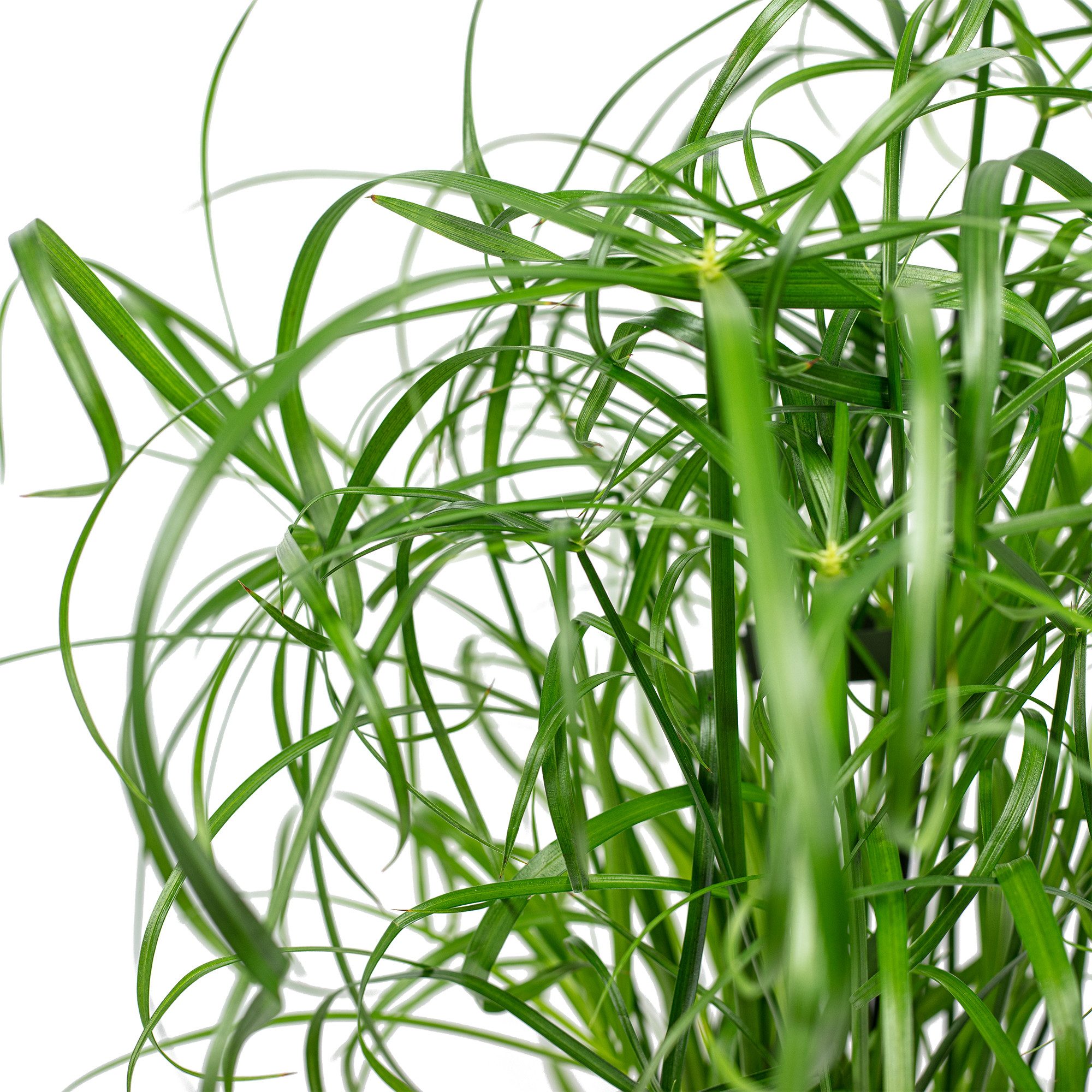 Flowerbox Zimmerpflanze Zyperngras - Cyperus alternifolius, pflegeleicht - Höhe ca. 60 cm, Topf-Ø 14 cm – Bild 4 von 5