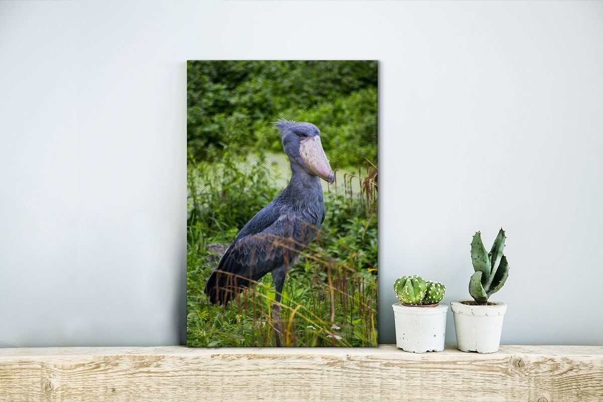 OneMillionCanvasses® Leinwandbild Wartender Schuhschnabel, Fotodruck (1 günstig online kaufen
