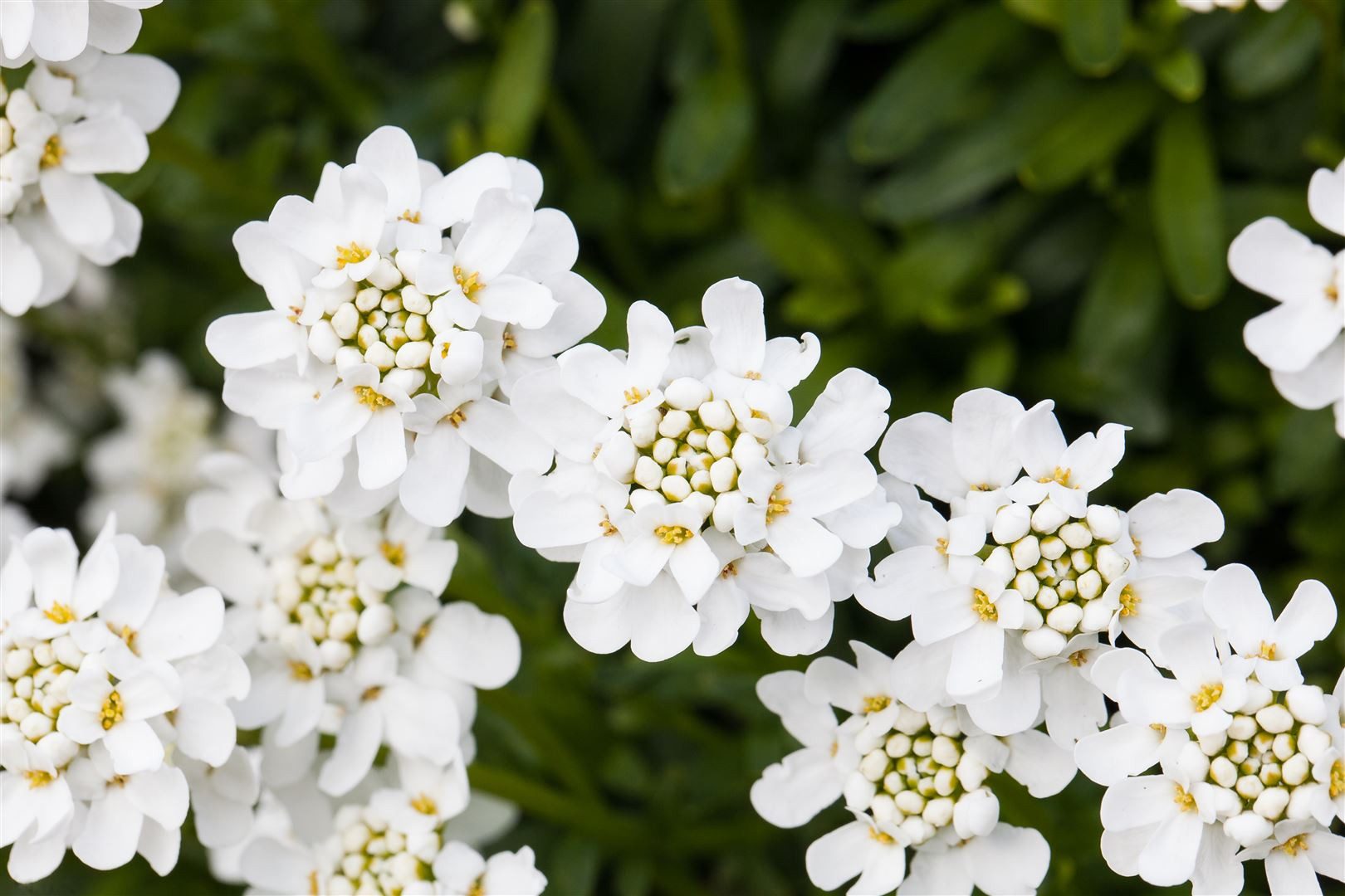 Pflanzen für Dich Staude Iberis semp. Snowflake, 1 St., Schleifenblume, Immergrüne Schleifenblume
